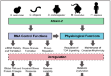 Researchers reveal a small region of Ataxin-2, a protein implicated in long term memory, may drive the progression of ALS