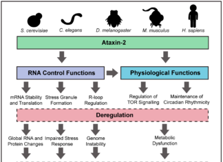 Researchers reveal a small region of Ataxin-2, a protein implicated in long term memory, may drive the progression of ALS