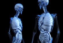 Researchers take key step toward growing human organs in laboratory