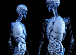 Researchers take key step toward growing human organs in laboratory