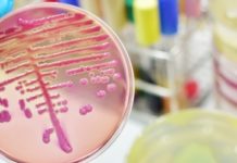 Resistance to antifungal drugs could lead to disease and global food shortages