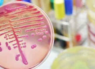 Resistance to antifungal drugs could lead to disease and global food shortages