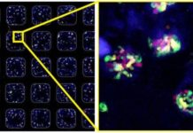 Robotic approach could accelerate regenerative medicine research and drug discovery
