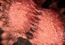 Scientists identify novel cellular mechanism that can lead to cancer metastasis