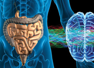 Second Brain Neurons Keep Colon Moving