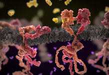 Cancer cells thrive in stiff tissue, according to new study