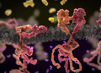 Cancer cells thrive in stiff tissue, according to new study