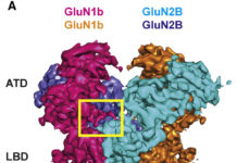Structural variation in key brain receptor enables it to cope with hostile condition