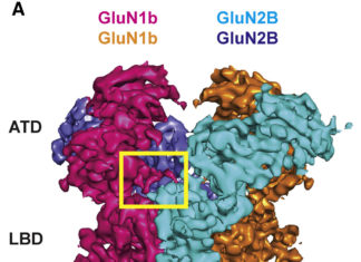 Structural variation in key brain receptor enables it to cope with hostile condition