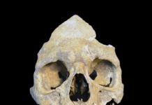 Study recovers oldest viral genomes, and shows the hepatitis B virus has been circulating in Europe for at least 7,000 years