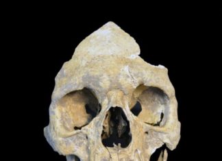 Study recovers oldest viral genomes, and shows the hepatitis B virus has been circulating in Europe for at least 7,000 years