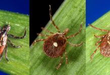 Tick bite protection: New CDC study adds to the promise of permethrin-treated clothing