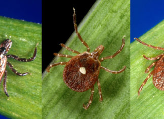 Tick bite protection: New CDC study adds to the promise of permethrin-treated clothing