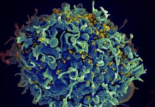 Unlocking the secrets of HIV’s persistence
