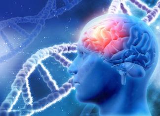 Researchers shed light on how sleep spindles help secure memory storage and reactivation
