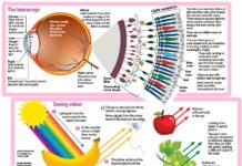 How We Perceive Color