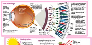 How We Perceive Color