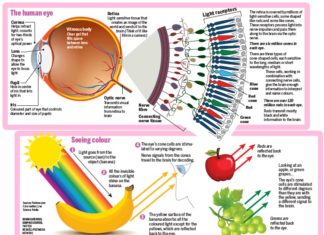 How We Perceive Color