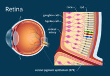 Eye Diseases : A new model of the retina can predict the outcome of defined perturbation
