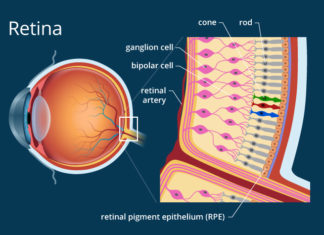 Eye Diseases : A new model of the retina can predict the outcome of defined perturbation