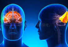 A patient missing most of her occipital lobes on both sides of the brain is helping researchers shed light on how the brain processes objects in motion