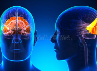 A patient missing most of her occipital lobes on both sides of the brain is helping researchers shed light on how the brain processes objects in motion