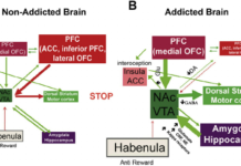 Nicotine reduces dorsal striatal output, underlying the urge to smoke and making it difficult to quite the addiction