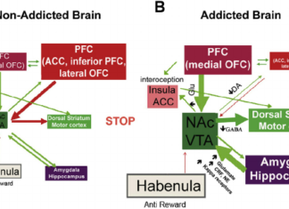 Nicotine reduces dorsal striatal output, underlying the urge to smoke and making it difficult to quite the addiction