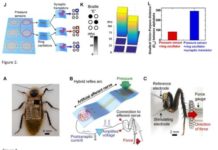 An artificial nerve system gives prosthetic devices and robots a sense of touch