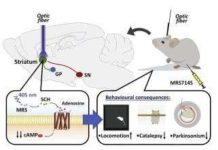An international team has designed the first potentially therapeutic photoactive drug, MRS7145, to fight Parkinson’s disease