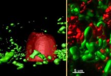 Bacterial conversations in cystic fibrosis