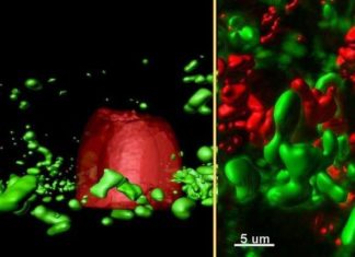 Bacterial conversations in cystic fibrosis