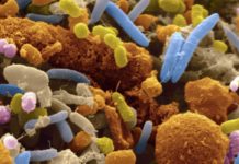 Bifidobacteria supplement colonizes gut of breastfed infants