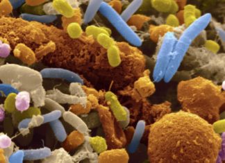 Bifidobacteria supplement colonizes gut of breastfed infants