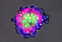 Biologists program cells to self-organize into 3D-structures in a first step towards tissues that regrow and self-repair