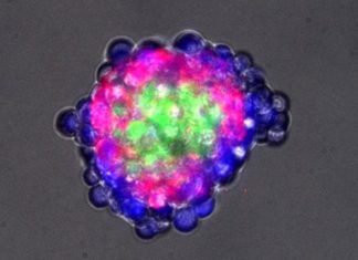 Biologists program cells to self-organize into 3D-structures in a first step towards tissues that regrow and self-repair