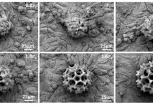 City University of Hong Kong : micro-robots to carry a cluster of cells to a target site in live animals