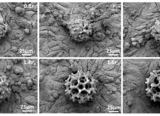 City University of Hong Kong : micro-robots to carry a cluster of cells to a target site in live animals