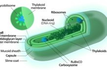 Cyanobacteria may hold the key to a future of clean energy