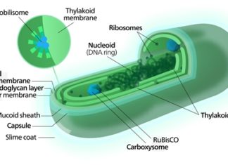 Cyanobacteria may hold the key to a future of clean energy