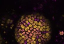Discovered a new type of photosynthesis