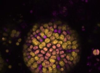 Discovered a new type of photosynthesis