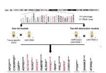 Genes located in a large chromosomal aberration associated with autism interact with each other to modulate the variable symptoms of the disease