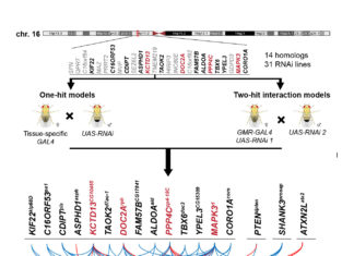 Genes located in a large chromosomal aberration associated with autism interact with each other to modulate the variable symptoms of the disease