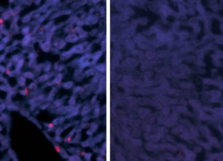 Genetically humanized mice could boost fight against aggressive hepatitis