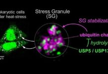 Researchers shed light on how stress granules, enzymes linked to a range of neurodegenerative diseases, are formed and how they can be reduced