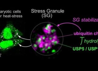 Researchers shed light on how stress granules, enzymes linked to a range of neurodegenerative diseases, are formed and how they can be reduced