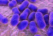 Hospital superbug uses tiny sticky fingers to infect medical tools and devices