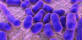Hospital superbug uses tiny sticky fingers to infect medical tools and devices