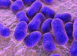 Hospital superbug uses tiny sticky fingers to infect medical tools and devices